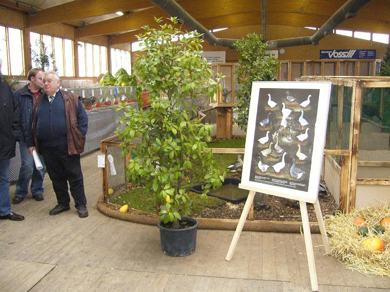 Kreisschau Coesfeld 2008 209.jpg - Schauimpressionen der Kreisschau Coesfeld 2008